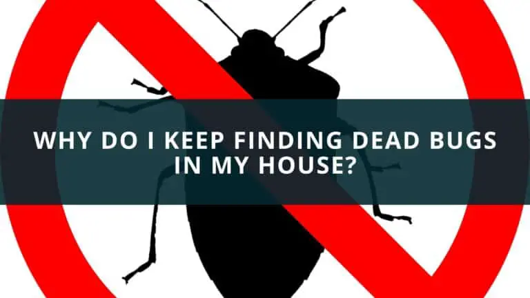 Why do I keep finding dead bugs in my house?