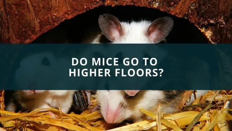 Do mice go to higher floors?