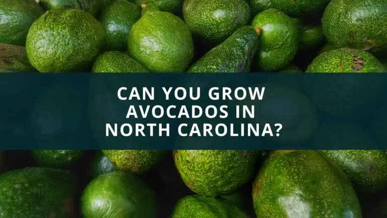 Can you grow avocados in North Carolina?