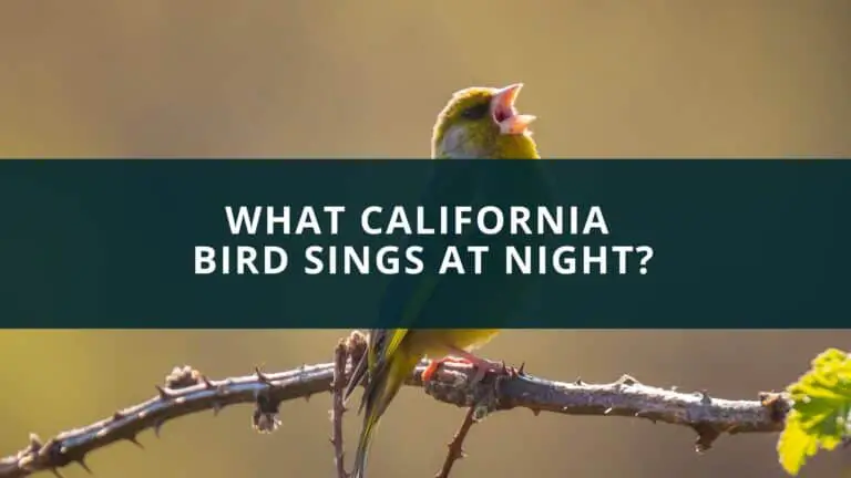California bird sings