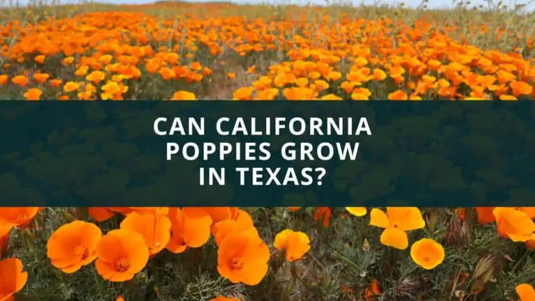 California Poppies grow